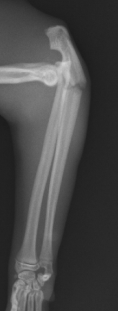 症例報告 Mri検査 整形外科 脳神経外科が特徴の 新目白通り 第2高度医療センター 小滝橋動物病院グループ