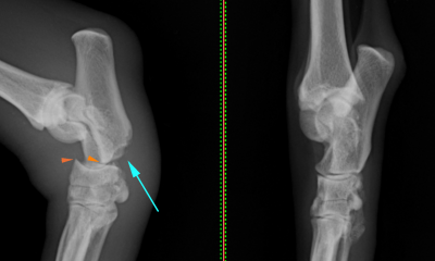 症例報告 小滝橋動物病院新目白通り第2高度医療センター 脳神経科 脳神経外科 整形外科 Ct Mri 紹介 セカンドオピニオン 症例報告 小滝橋動物病院新目白通り第2高度医療センター 脳神経科 脳神経外科 整形外科 Ct Mri 紹介 セカンドオピニオン